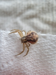 Xysticus