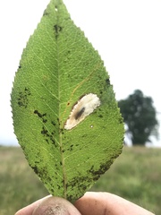 Parornix geminatella