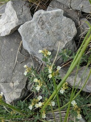 Teucrium montanum jailae