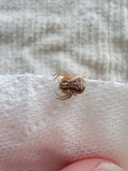 Xysticus