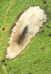 Parornix geminatella