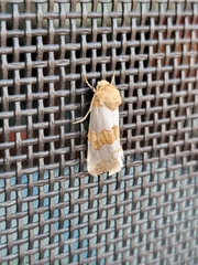 Schinia chryselloides