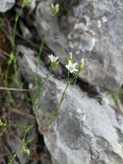 Minuartia adenotricha