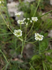 Bunium microcarpum