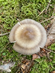 Amanita umbrinolutea