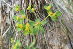 Euphorbia flavicoma