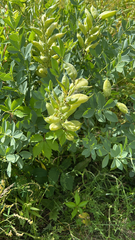 Baptisia australis