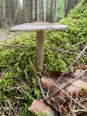 Amanita umbrinolutea