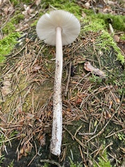 Amanita umbrinolutea