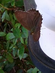 Lethe sicelis