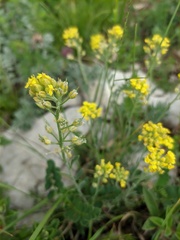 Alyssum trichostachyum