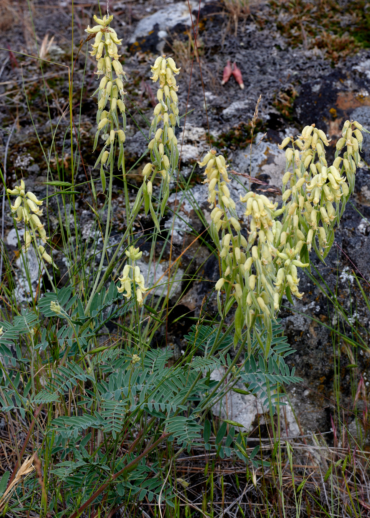 Astragalus collinus