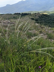 Stipa lithophila