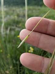 Stipa lithophila