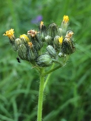 Pilosella novosibirskensis