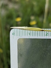 Stipa lithophila