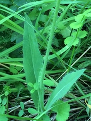 Pilosella novosibirskensis