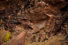 Limnonectes paramacrodon