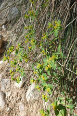 Euphorbia flavicoma