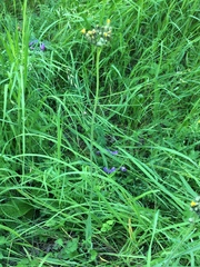 Pilosella novosibirskensis