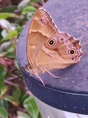 Lethe sicelis