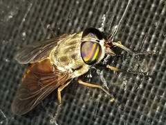 Tabanus abdominalis