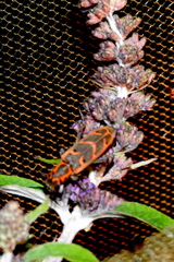 Saperda tridentata