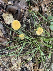 Cyptotrama chrysopepla