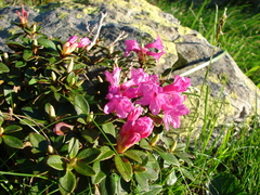 Rhododendron myrtifolium