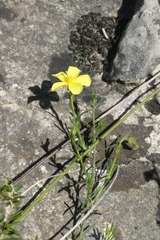 Fumana ericifolia