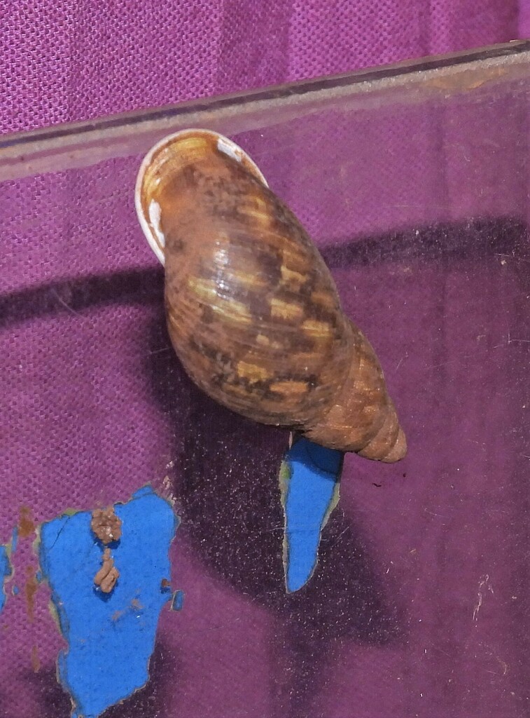 Anthinus albolabiatus