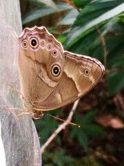 Lethe sicelis