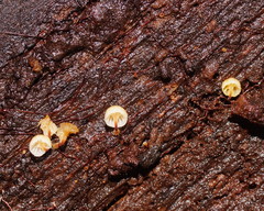 Xeromphalina leonina