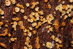 Xeromphalina leonina