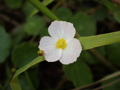 Baldellia