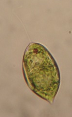 Lepocinclis ovum