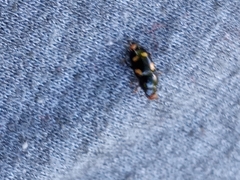 Glischrochilus quadrisignatus