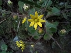 Aichryson villosum