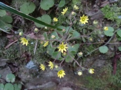 Aichryson villosum