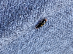 Glischrochilus quadrisignatus