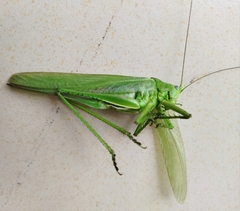 Tettigonia caudata