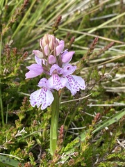 Dactylorhiza maculata ericetorum