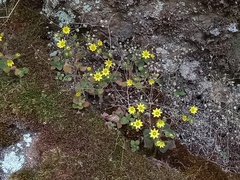 Aichryson villosum
