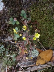 Aichryson villosum