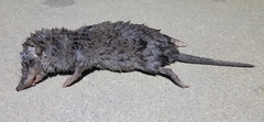 Crocidura attenuata