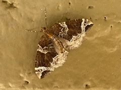 Eulithis xylina