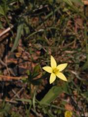 Centaurium maritimum