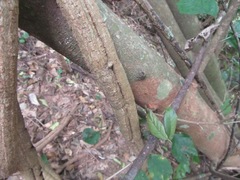 Cyphostemma hypoleucum