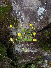 Aichryson villosum