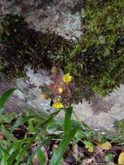 Aichryson villosum